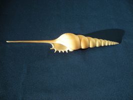 Muschel in Spiralen-Form etwa 18 cm lang