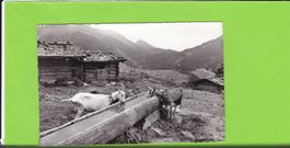 Klosters-Pardels-Ziegen am Brunnen