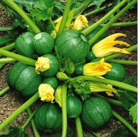 ZUCCHETTI / ZUCCHINI Tondo di Piacenza / 3 Samen
