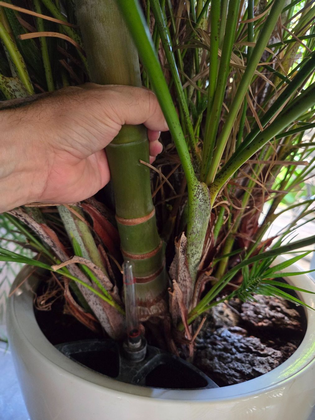 Goldfruchtpalme Areca (Gebraucht) in Tgerwilen fr CHF 500  nur Abholung  auf Ricardo kaufen