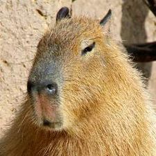 Profile image of Wasserschwein