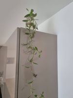 Tradescantia purpurea (Dreimasterblume)
