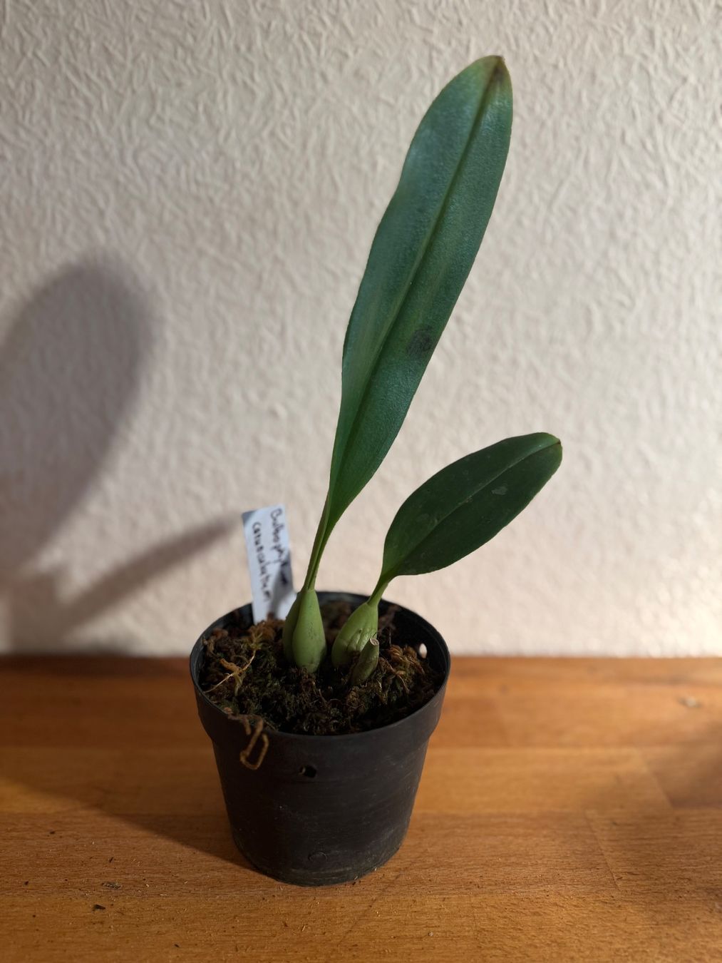 Piante & sementi: Bulbophyllum amplebracteatum subsp. carunculatum – Usato da Männedorf venduto da mrclst