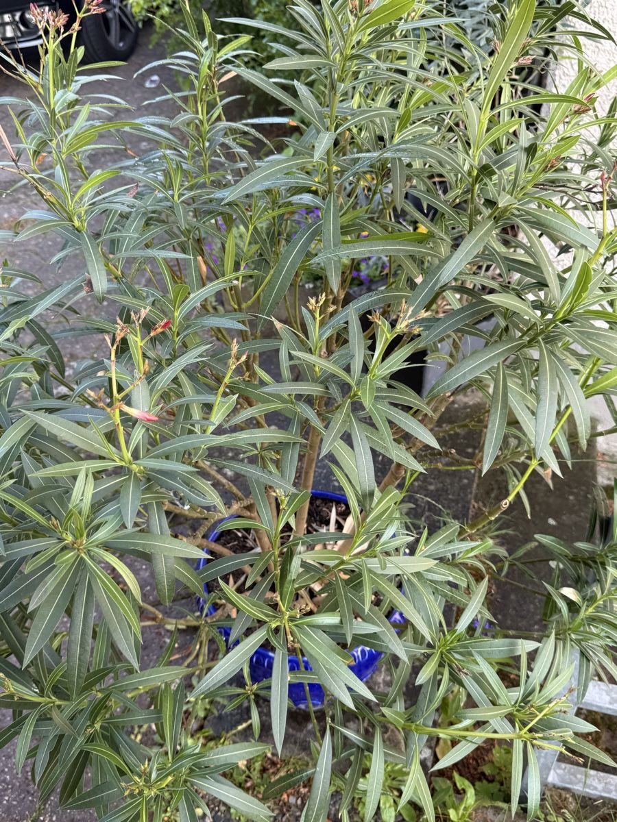 Piante & sementi: Oleander im Topf zu verkaufen – Usato da Ueberstorf venduto da PMMaser 1
