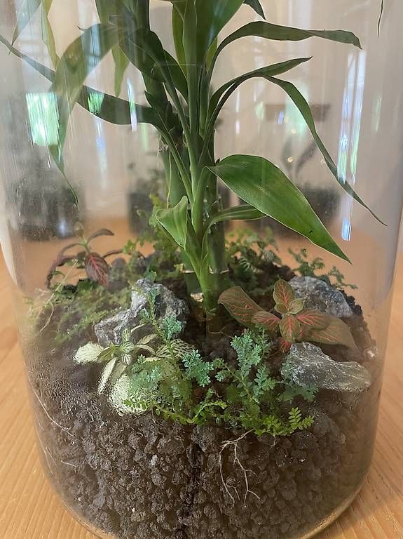 Terrariums: Hol dir deinen eigenen Mini-Dschungel nach Hause! – D'occasion à Birwinken par lyo_rvz2 3
