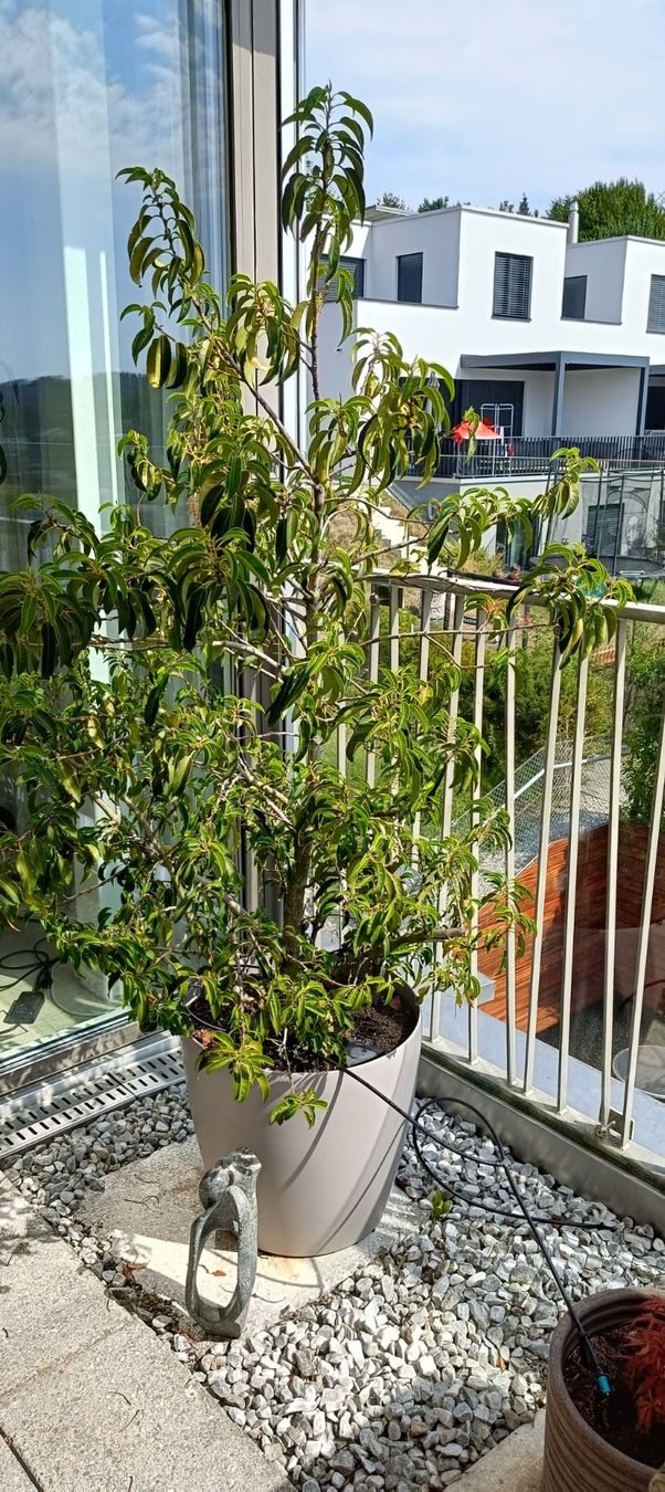 Piante & sementi: Portugischer Lorbeerbaum mit Topf – Usato da Winterthur venduto da ninoemi01