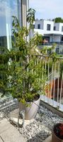 Portugischer Lorbeerbaum
