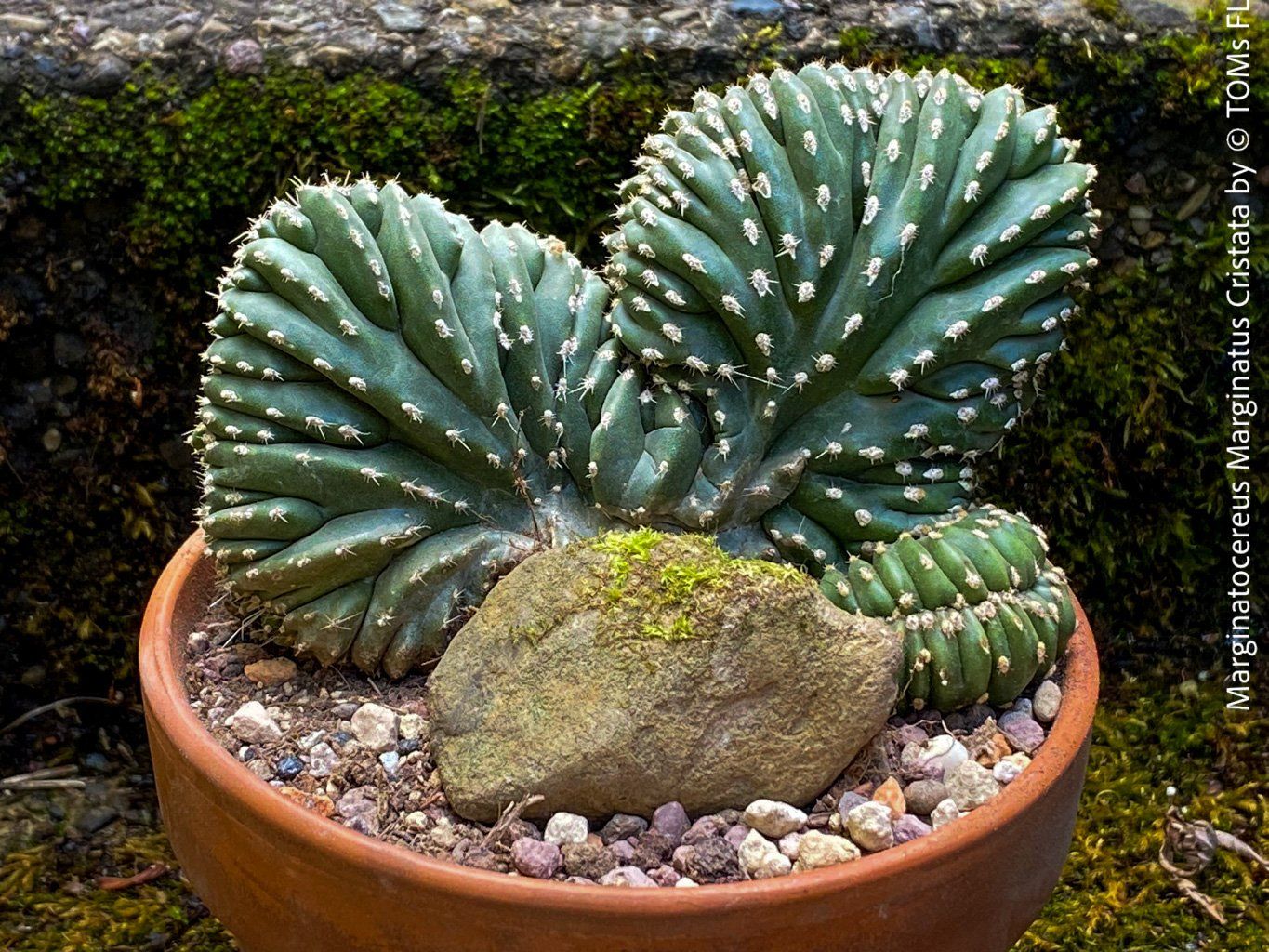 Piante & sementi: Marginatocereus Marginatus Cristata – Nuovo e nell'imballaggio originale da Adliswil venduto da TAKEYOURPLANT