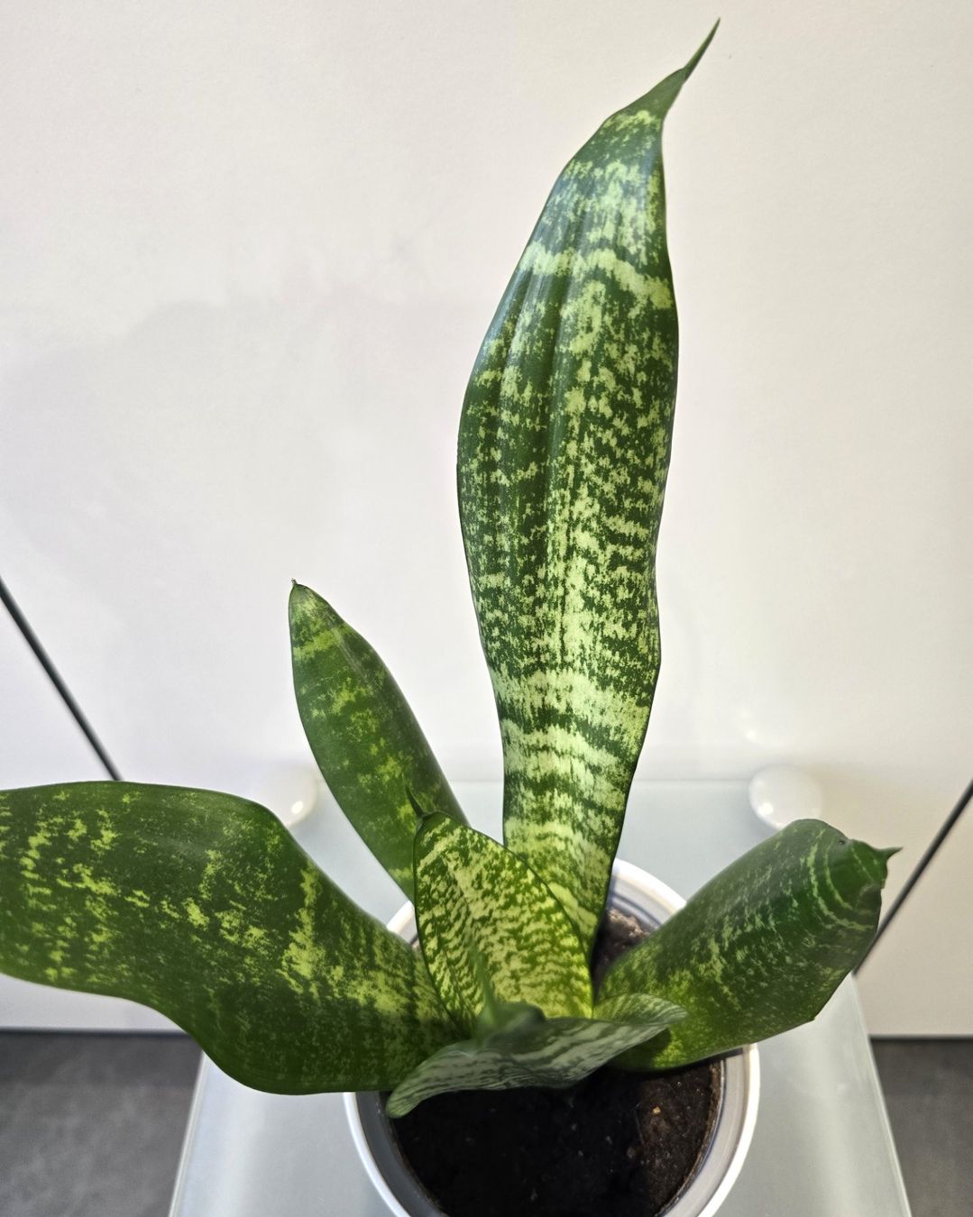 Pflanzen & Samen: Pflanze Sansevieria / Bogenhanf 39 cm – Gebraucht aus Oetwil an der Limmat von dhantal 6