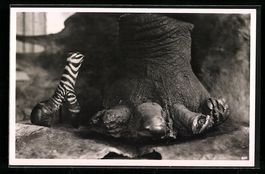 Foto-AK Casimir Zagourski, Kénia, Tusk-