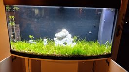 JuwelAquarium Vision 260 LED Aquarium schwarz
