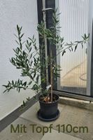 Olivenbaum für Balkon & Terrasse
