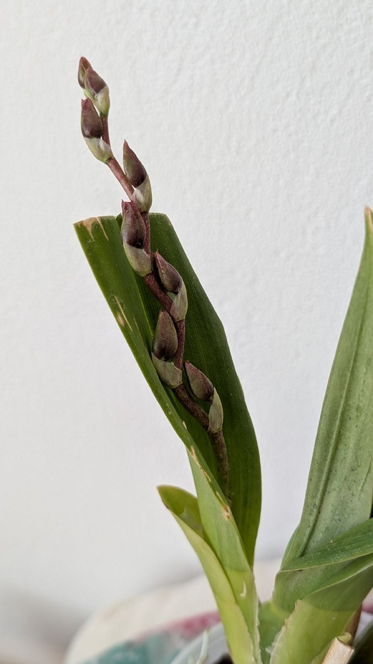 Pflanzen & Samen: Cambria Orchidee – Gebraucht aus Untervaz von Lyraia 4