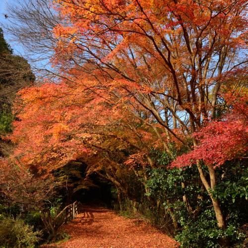 Piante & sementi: Acer palmatum - érable du japon  2x – Nuovo (secondo la descrizione) da Bremblens venduto da FIBONACCI369 2
