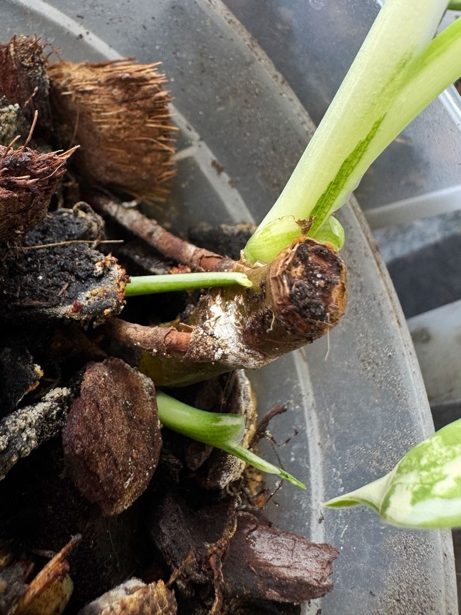 Piante & sementi: Syngonium Chiapense Variegated (multiple growth points) – Nuovo (secondo la descrizione) da Bern venduto da Lucas_Ma 2