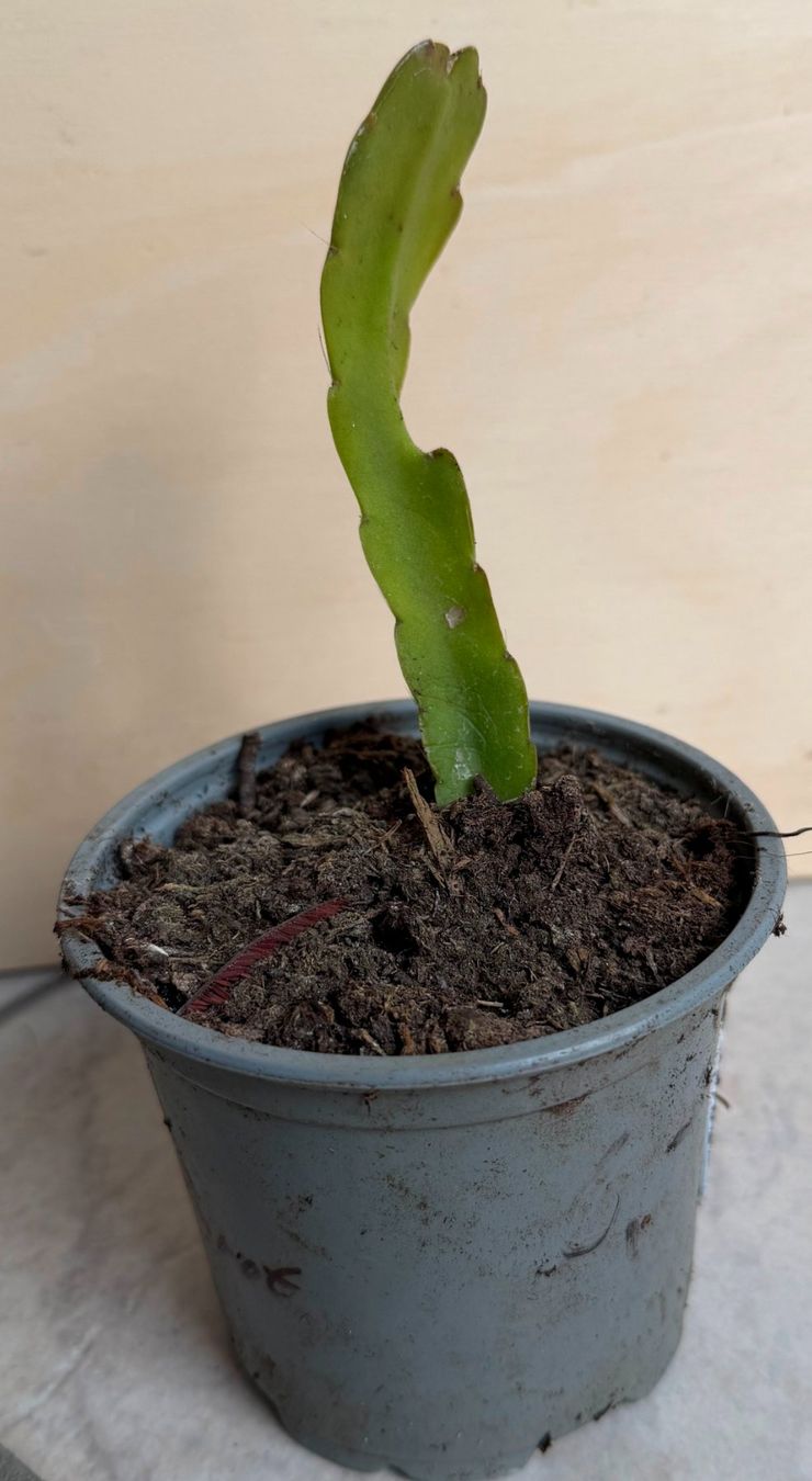 Piante & sementi: Epiphyllum "Karminrot" - eine Pflanze! – Nuovo e nell'imballaggio originale da Steffisburg venduto da Petroselium 1