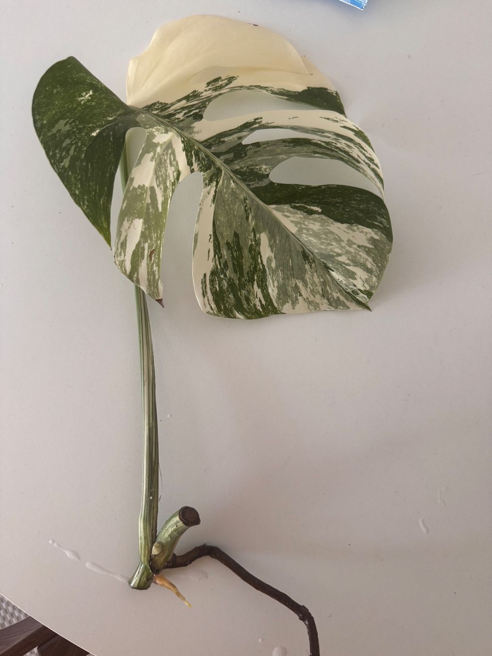 Piante & sementi: Monstera Variegata Steckling – Usato da Benglen venduto da Maune 1