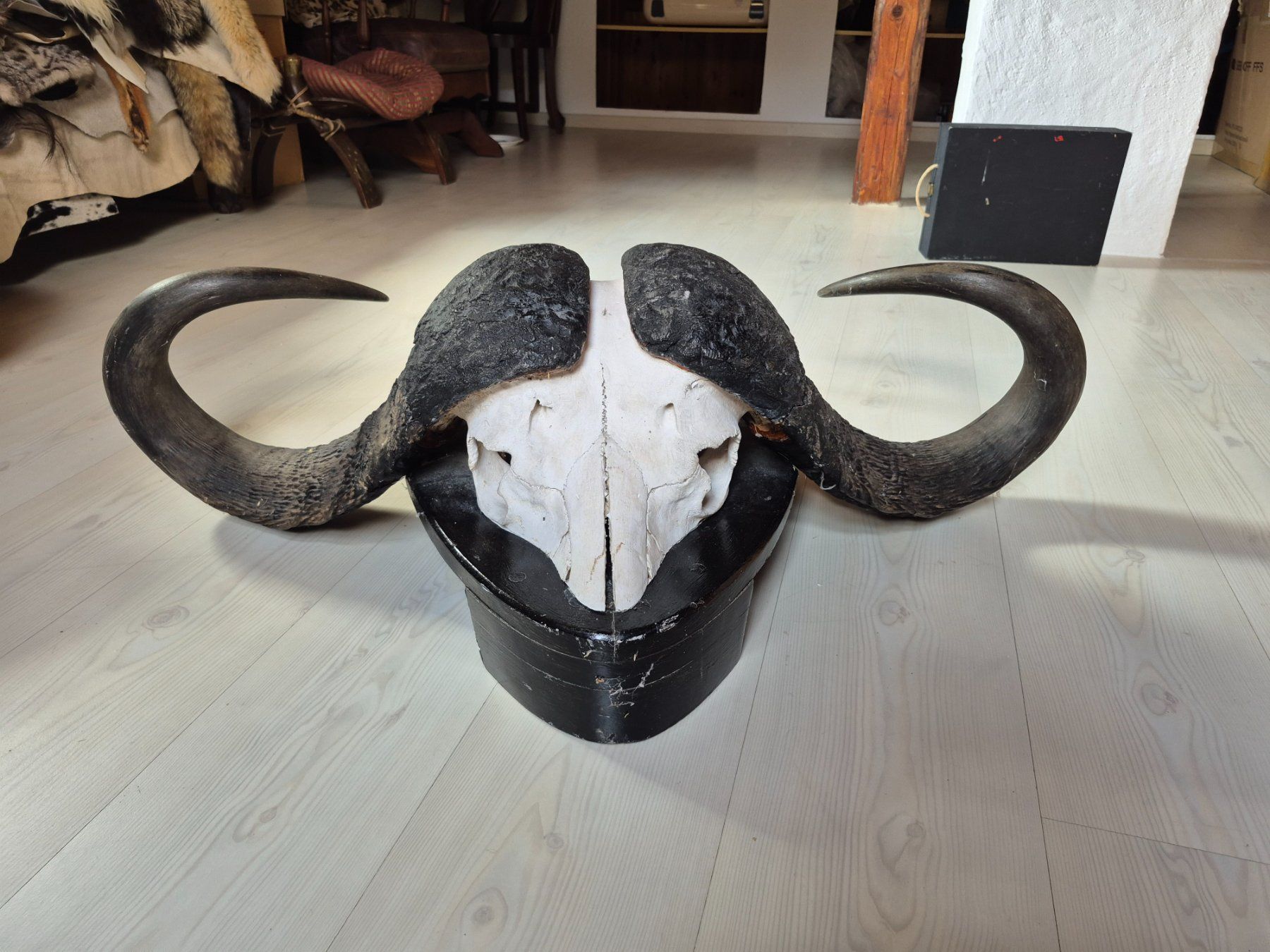Il mondo degli animali: Trophée chasse buffle africain / Kaffernbüffel Jagdtrophäe – Usato da Treyvaux venduto da Kbh2000