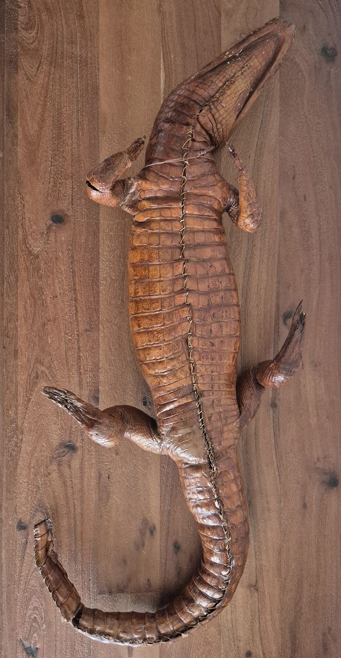 Il mondo degli animali: Antikes Ausgestopftes Krokodil 64cm – Usato da Zürich venduto da Dalema13 7