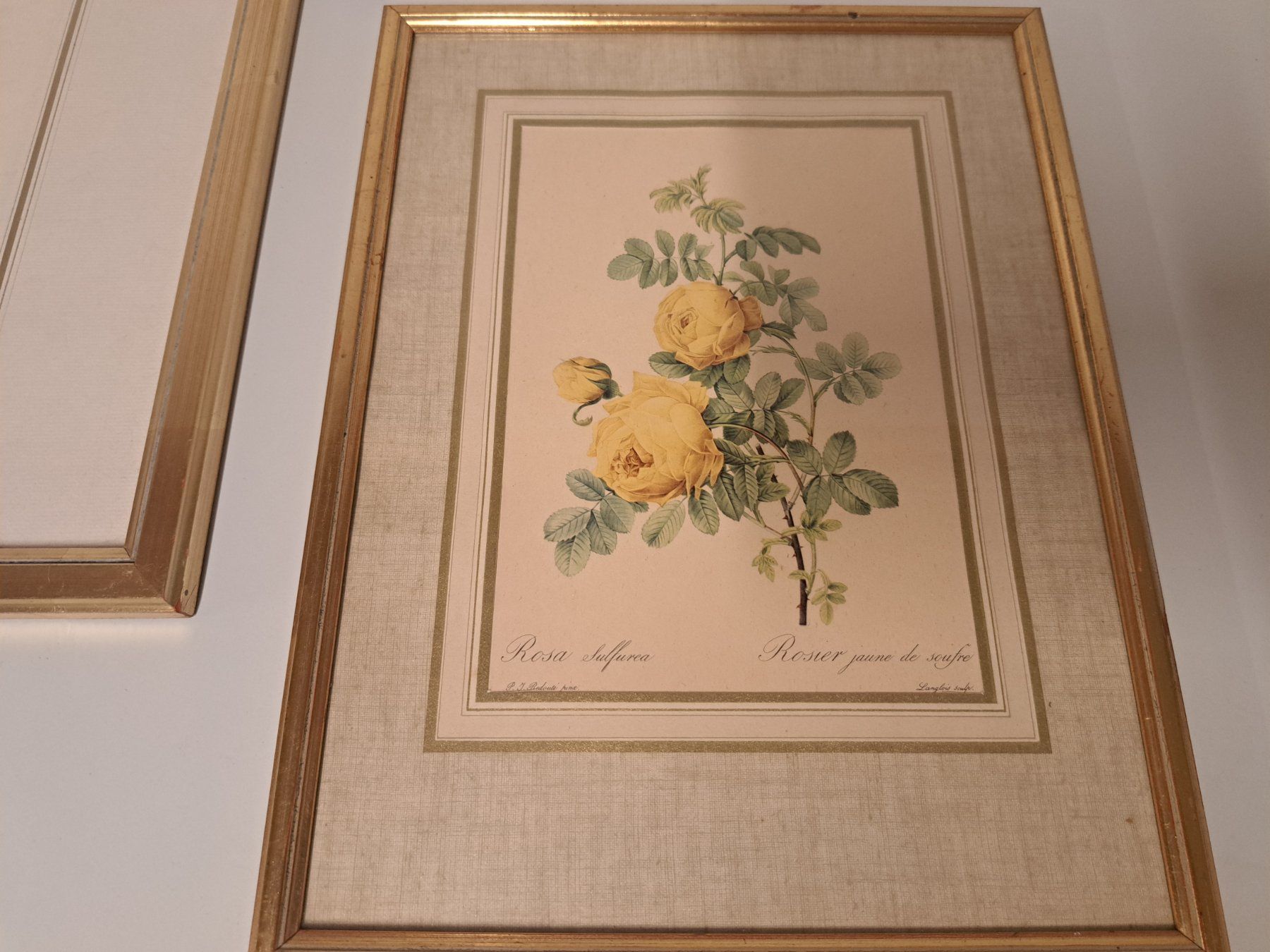 Incisioni: 3x Stich Bild Litho/ Rosen – Usato da Belp venduto da deal-now 1