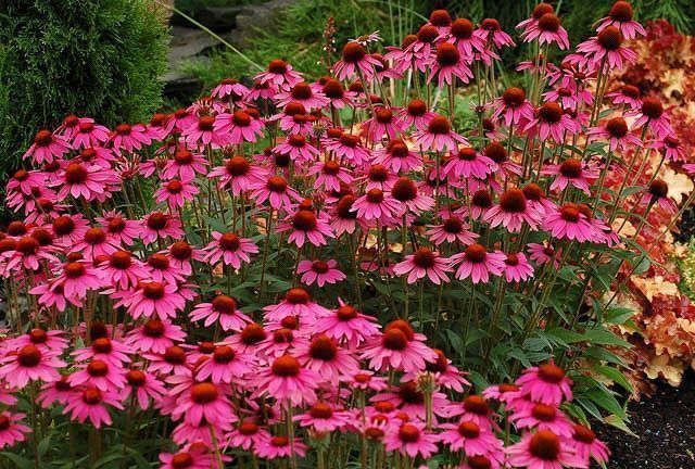 Piante & sementi: 100 Samen ECHINACEA Purpurea Staude – Nuovo (secondo la descrizione) da Ehrendingen venduto da VerveinaSamen 1
