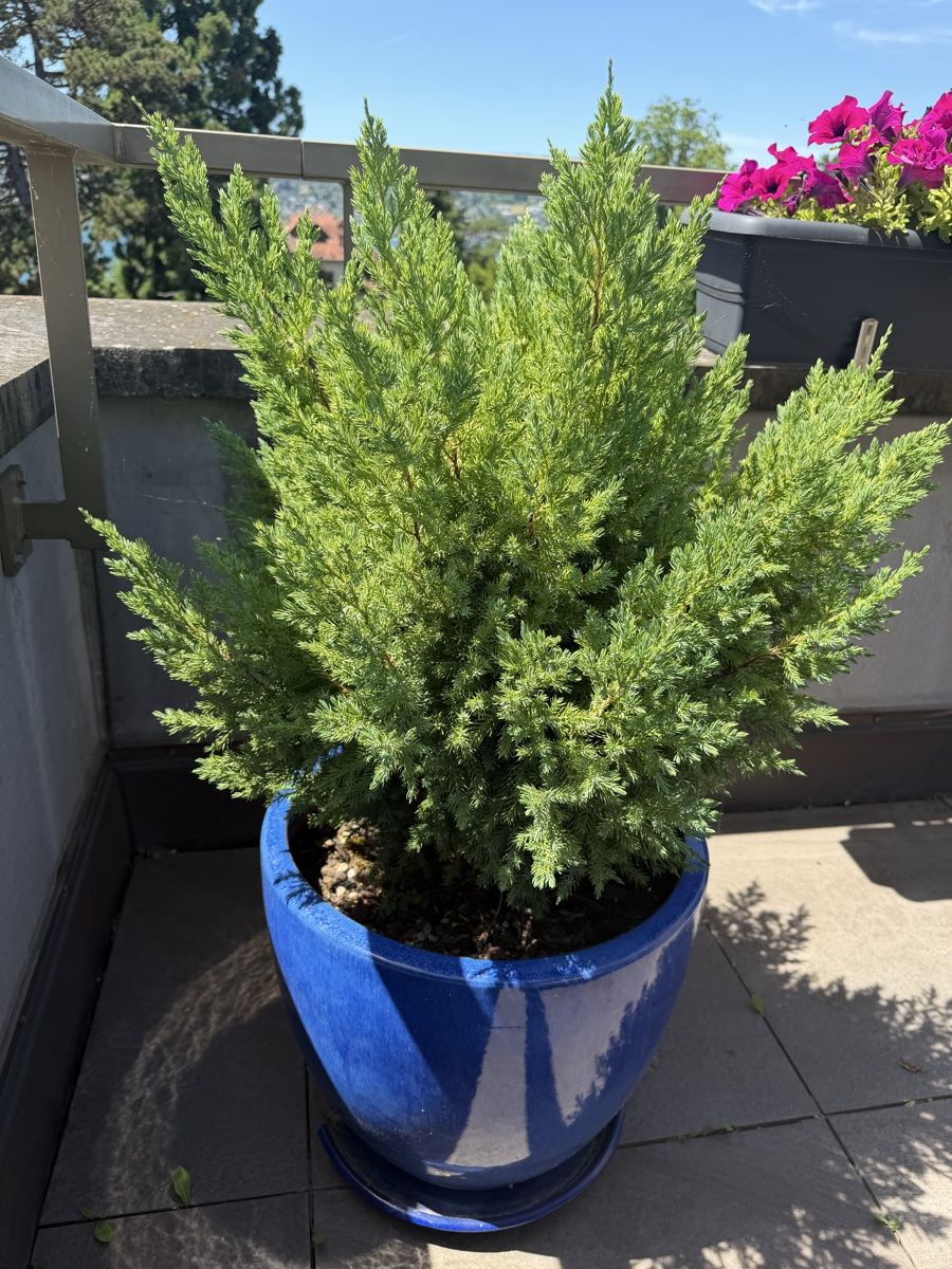 Plantes & graines: Chinese Juniper trees – D'occasion à Küsnacht ZH par lfo_f8w5 2