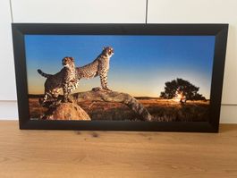 Wandbild Geparden Motiv schwarz gerahmt guter Zustand
