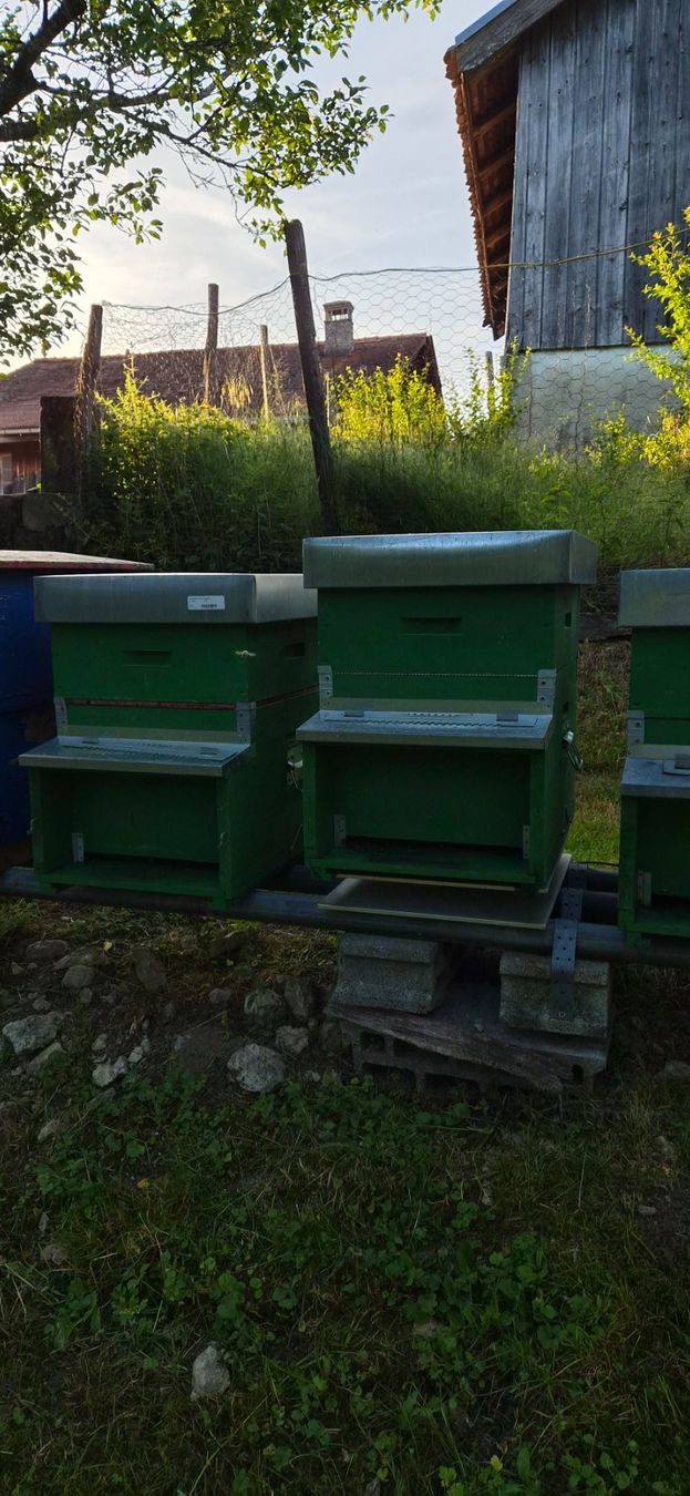 Alveari: Ruche dadant avec colonie – Usato da Souboz venduto da scr72 2