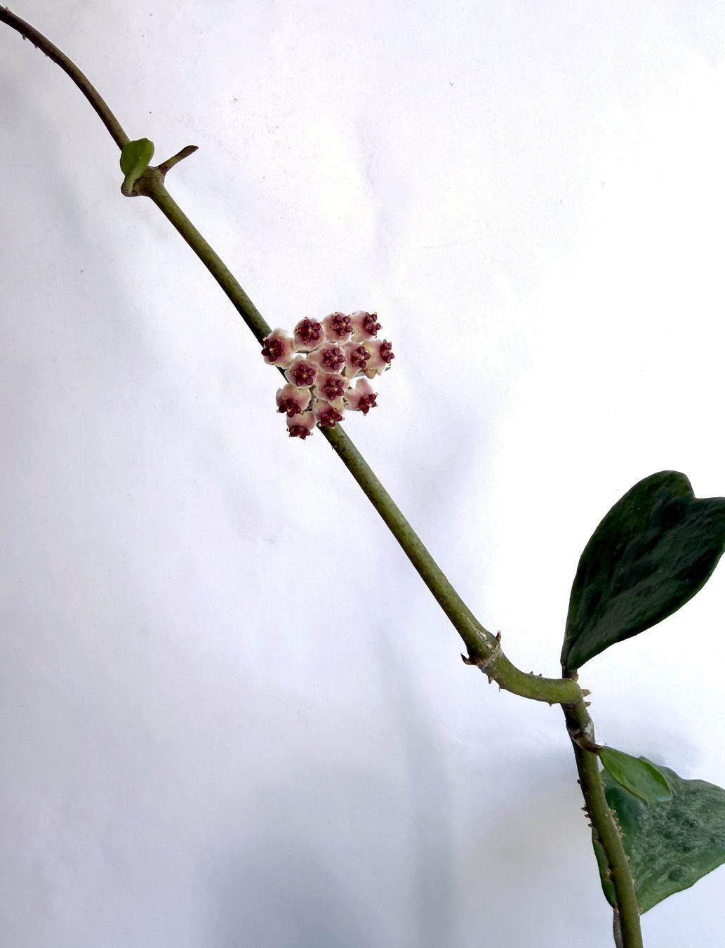 Pflanzen & Samen: HOYA***KERRII***** – Neu (gemäss Beschreibung) aus Dübendorf von Orchid18 3