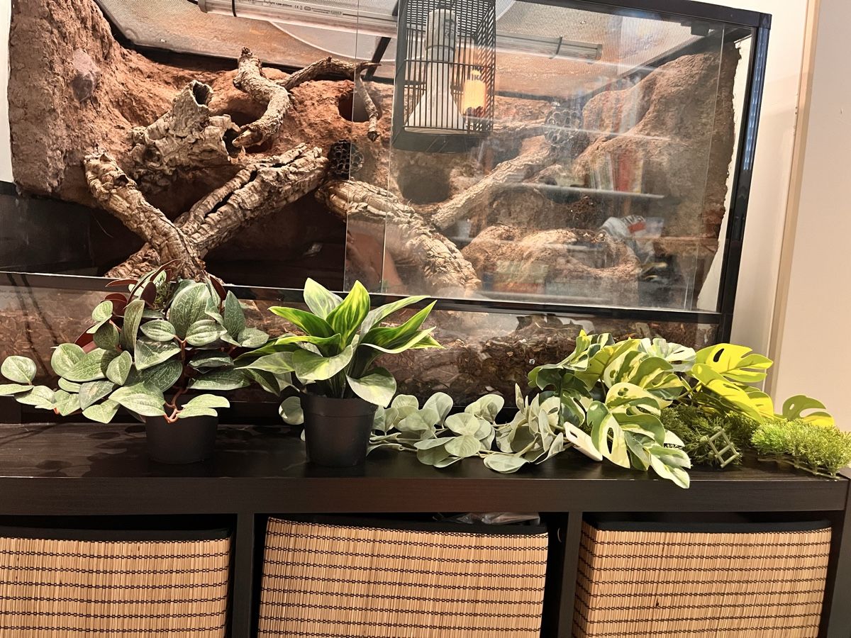 Terrario: Terrarium mit Zubehör – Usato da Birmensdorf ZH venduto da JuliaCrincoli 3