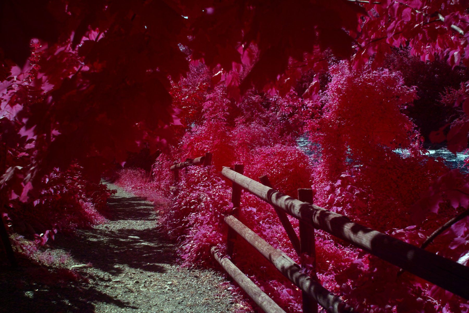 Sigma Fotocamera: Aerochrome Infrared Sigma SD1 Komplett – Usato da Thun venduto da HiddenRealmsCH 4