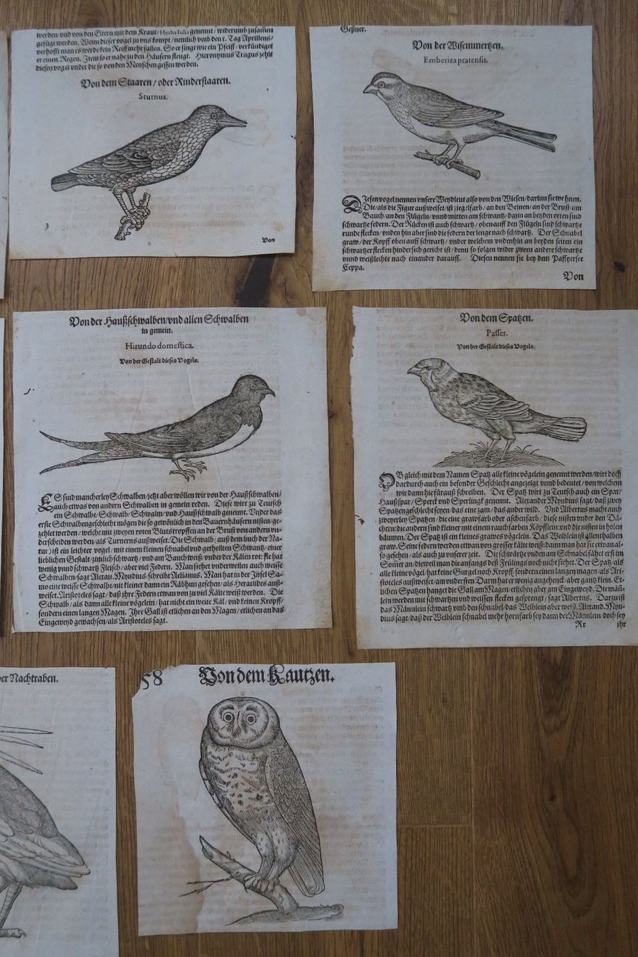 Xilografie: Conrad Gessner 1563 originale Buchseiten – Difettoso da Wädenswil venduto da Turusukko 1