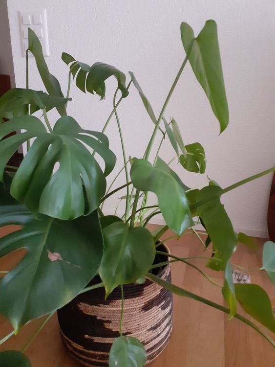 philodendron plowmanii Philodendron plowmanii  Foliage Factory