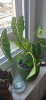 Baby alocasia Frydek