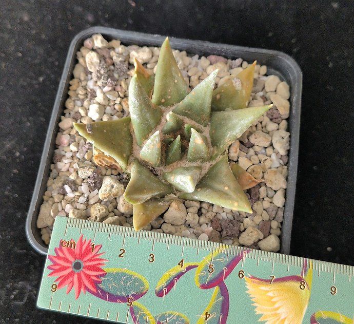 Plantes & graines: Ariocarpus trigonus – D'occasion à Vuisternens-Romont par Cold_cactus 2