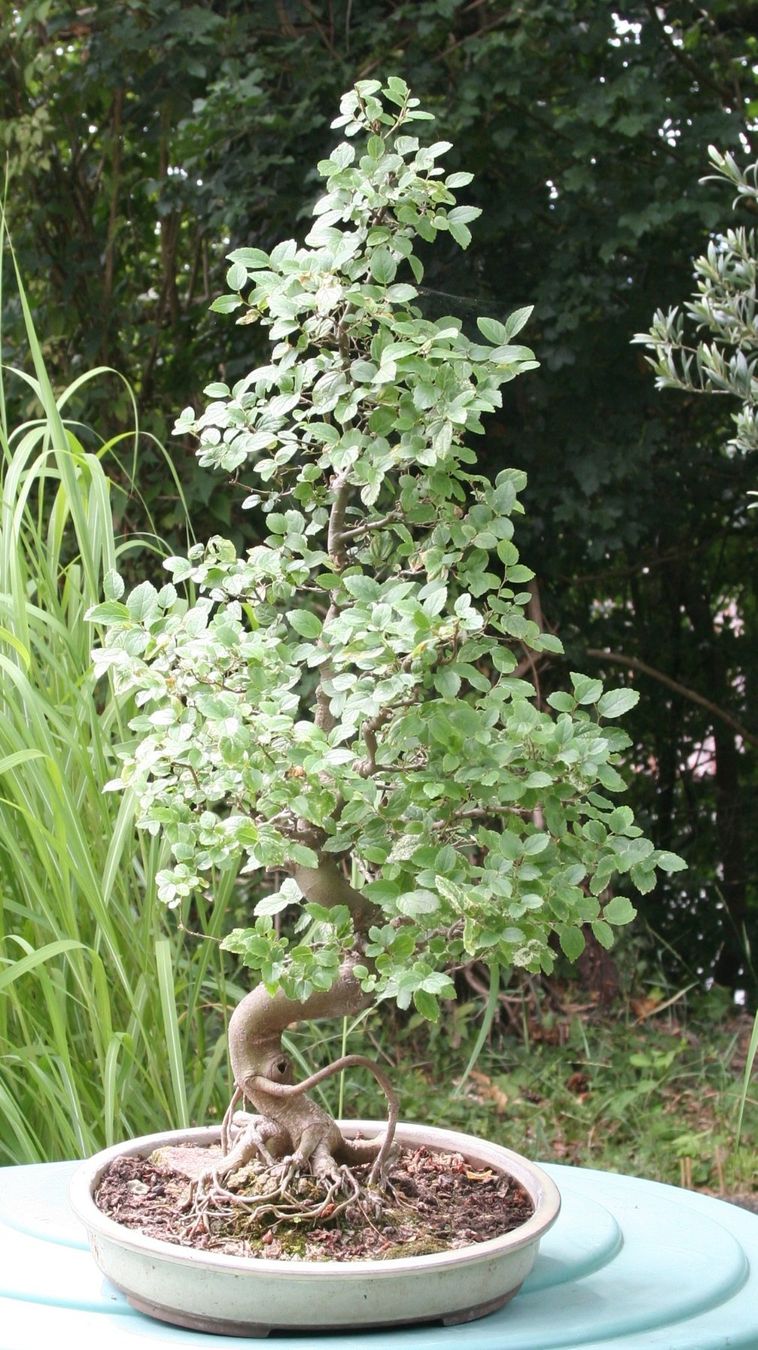 Piante & sementi: BONSAI  -  Chinesische Ulme – Usato da Gretzenbach venduto da Sikim 1