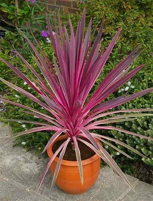 Piante & sementi: Cordyline australe RED STAR  15-20cm – Nuovo (secondo la descrizione) da Bremblens venduto da FIBONACCI369 1