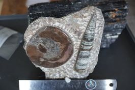 Orthoceras  mit    Ammonit Platte    – Räumung