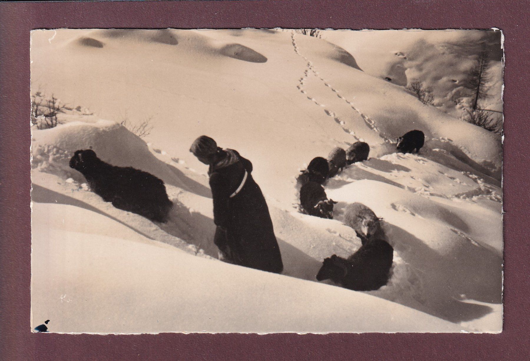 Cartoline postali: MOUTONS dans la haute neige - 1957 – Usato da Pully venduto da nicecards