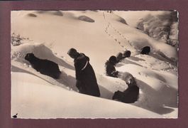 MOUTONS dans la haute neige - 1957