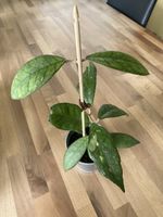 Hoya finlaysonii “Angel”