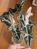 Alocasia Nobilis Pink Variegata Rhizom (2-4)