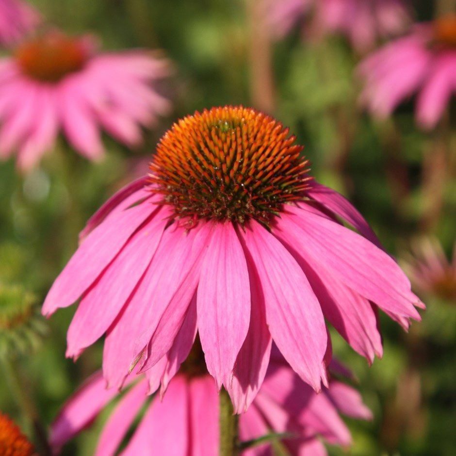 Piante & sementi: 100 Samen ECHINACEA Purpurea Staude – Nuovo (secondo la descrizione) da Ehrendingen venduto da VerveinaSamen 5