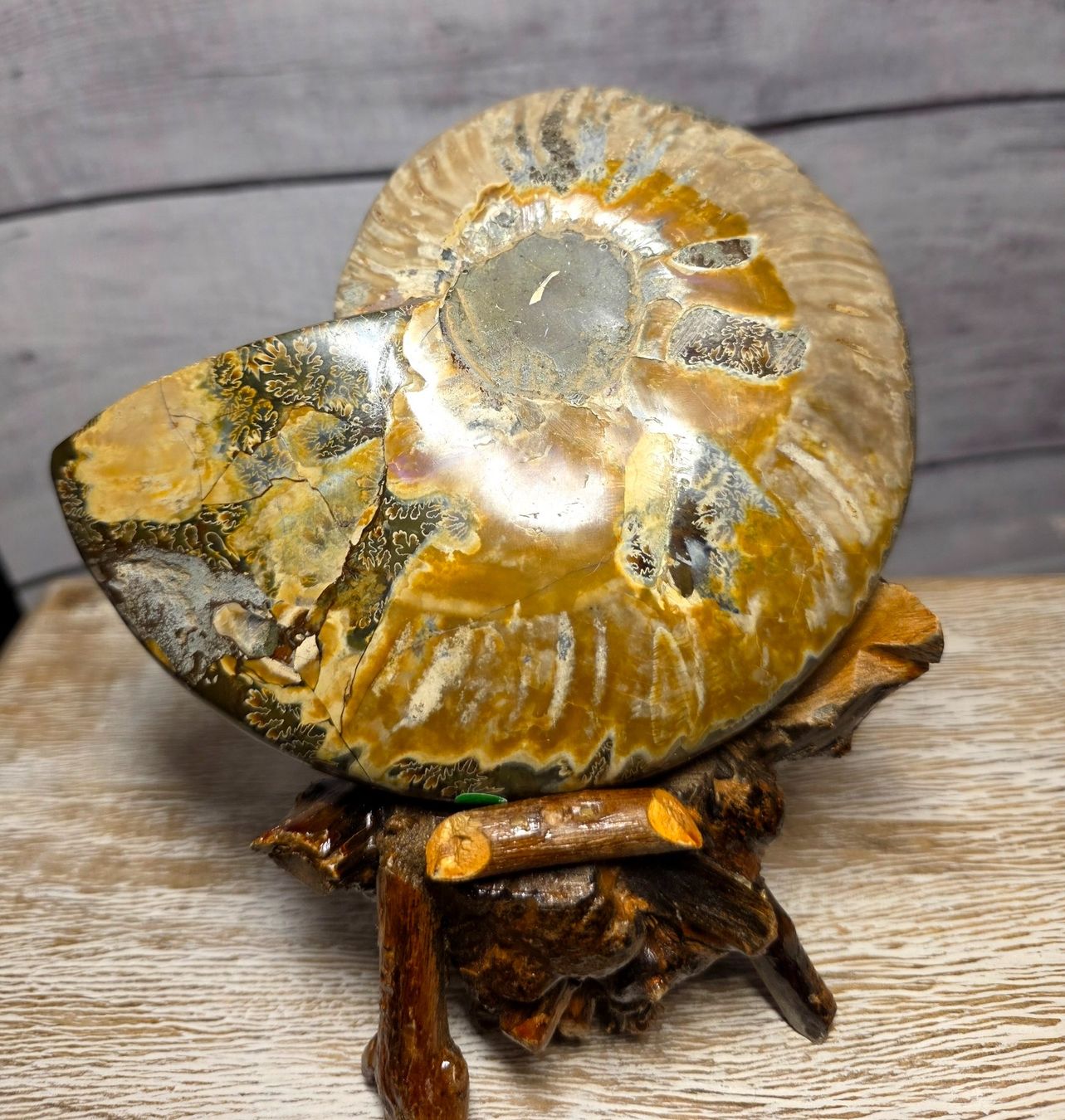 Fossili: Ammonit auf Holzstand 677g – Nuovo e nell'imballaggio originale da Matzingen venduto da Shay_Crystalz 2