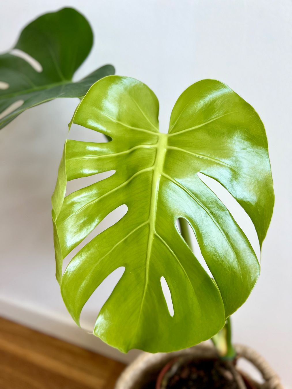 Pflanzen & Samen: Monstera Deliciosa – Gebraucht aus Glattpark(Opfikon) von ste_n99y