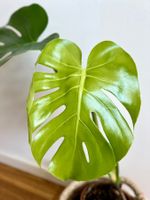 Monstera Deliciosa