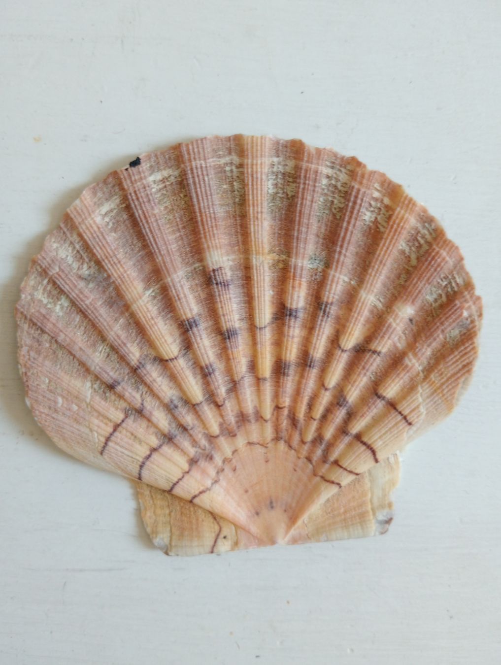 Tutte le decorazioni: Deko Jakobsmuscheln 9-10 cm  – Usato da Allschwil venduto da Evgeniia78 3