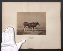Fotografie Internationale Landwirtschaft