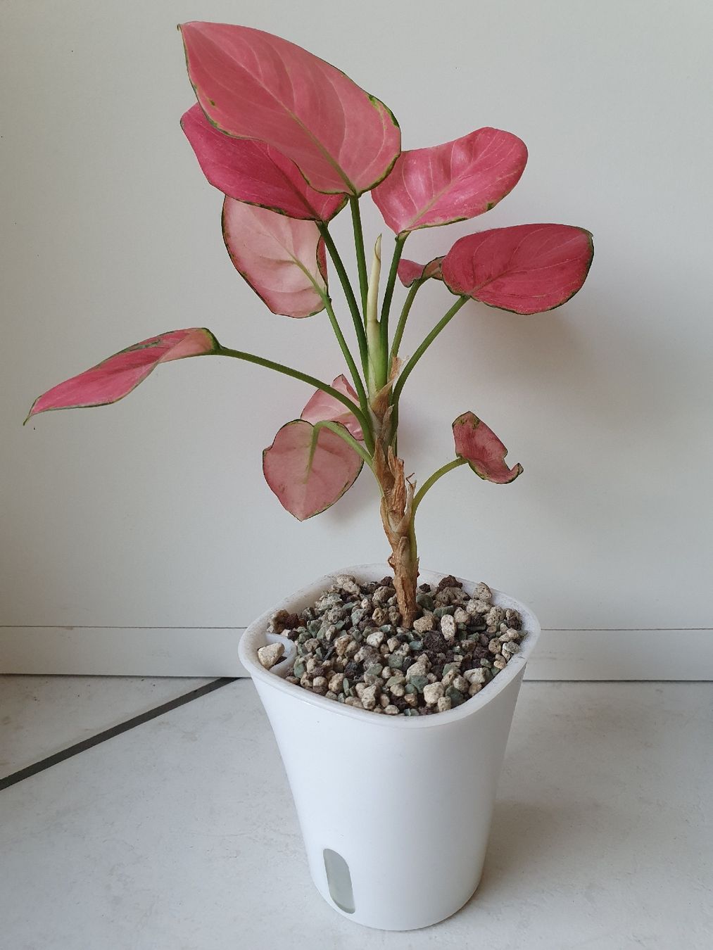 Pflanzen & Samen: Aglaonema Red Joy – Gebraucht aus Erlinsbach SO von Lea030 1