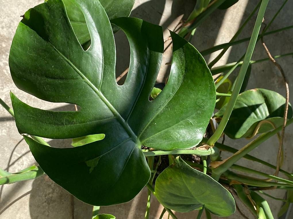 Pflanzen & Samen: Monstera adulte  – Neu und originalverpackt aus Fribourg von gab_6sfs 3